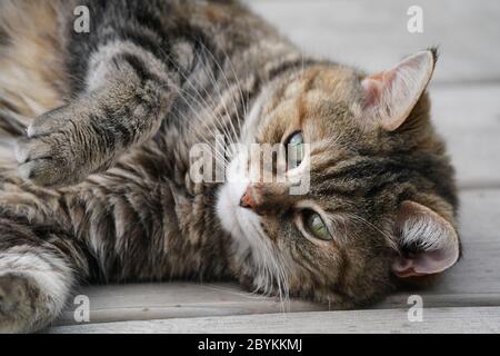 Gatto anziano che riposa sul ponte Foto Stock