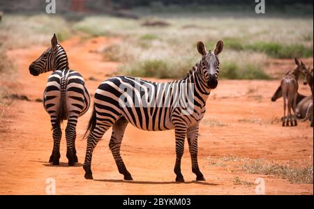 Alcune zebre nel paesaggio di erba della savana del Kenya Foto Stock