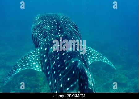 Squalo Balena nuotare in acque blu cristalline a Maldive Foto Stock