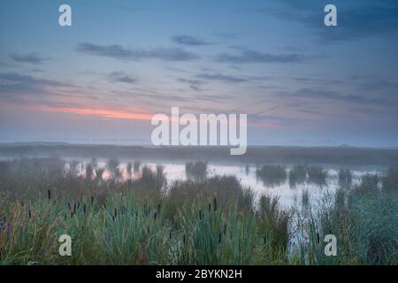 estate nebbiosa alba su palude Foto Stock