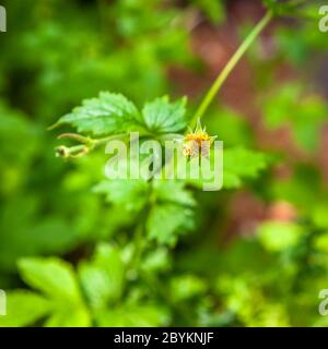 Workshop su foraggio e cucina con erbe selvatiche a Grevenbroich, Germania Foto Stock