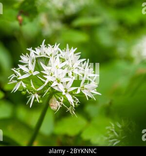 Workshop su foraggio e cucina con erbe selvatiche a Grevenbroich, Germania Foto Stock