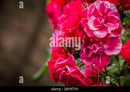 Rose rosse coperte da gocce di pioggia sfalsate con spazio di copia a sinistra Foto Stock