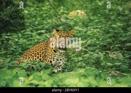 leopardo indiano in erba verde, Jhalana, Jaipur, Rajasthan, India Foto Stock