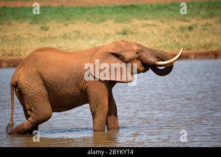 Un elefante rosso beve acqua da un buco d'acqua Foto Stock