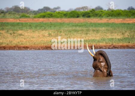 Gli elefanti si bagnano nel buco d'acqua nella savana Foto Stock