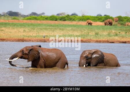 Gli elefanti rossi si bagnano in un buco d'acqua nel mezzo della savana Foto Stock