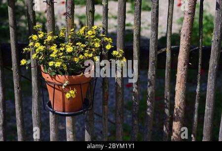 Un vaso di fiori di argilla con fiori gialli pende decorativamente su una semplice recinzione rustica di legno Foto Stock