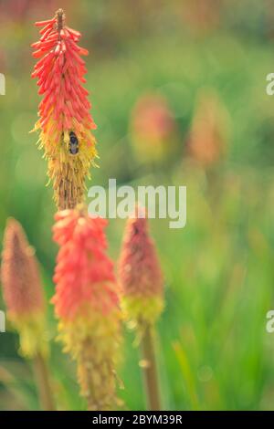 Primo piano di una bumble Bee su Red Hot Poker Plant in un giardino illuminato con sfondo bokeh Foto Stock