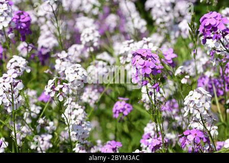 Fioritura di piccole violette notturne (hespiers matronalis) su sfondo verde in natura Foto Stock