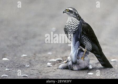 Sparrowwawk femmina catturato Collarred dove Foto Stock