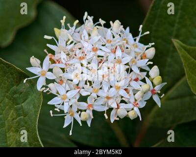 Dogwood comune (cornus sanguinea) Foto Stock