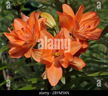 Arancione doppio giglio orientale Foto Stock