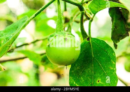 verde melanzane bacca scarafaggio su albero della pianta della natura Foto Stock