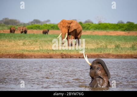 Gli elefanti si bagnano nel buco d'acqua nella savana Foto Stock