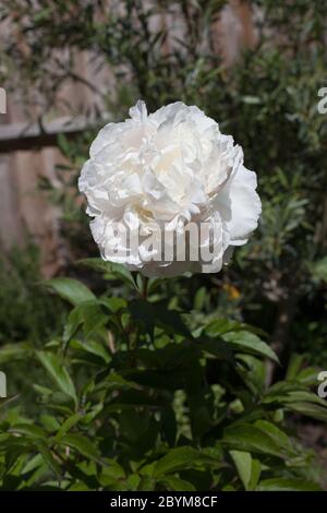 Un fiore bianco di Peony comune che cresce in un giardino di campagna inglese Foto Stock