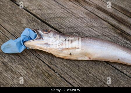 Isolato pesce merluzzo morto mangiare plastica smaltimento guanti medici rifiuti rifiuti rifiuti, ecosistema animale inquinamento dopo la malattia di covid Foto Stock