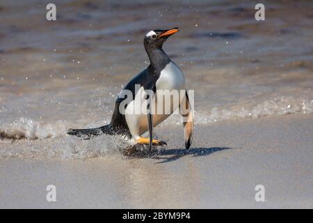 Gentoo Penguin; Pigoskelis papua; ritorno alla spiaggia; Bleaker Island; Falkland; Foto Stock