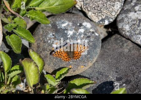Regina della Farkland Butterfly; Issoria cyteris; Falklands Foto Stock
