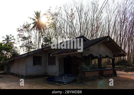 Alba dietro la casa sono alberi di gomma decidui a Nakhon si Thammarat Foto Stock