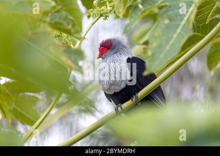 Seychelles Blue Pigeon; Alectroenas pulcherrimus; Seychelles Foto Stock