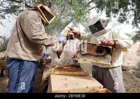 26.03.2019, Dubai, , Emirati Arabi Uniti - gli apicoltori controllano le loro colonie di api in una fattoria. 00S190326D213CAROEX.JPG [RELEASE DEL MODELLO: NO, PROPERTY RELE Foto Stock