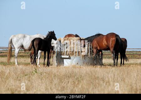 23.08.2019, Ingelheim, Renania-Palatinato, Germania - in estate, le maree e i nemici mangiano da una rastrelliera di fieno su un pascolo. 00S190823D260CAROEX.JPG [MODELLO REL Foto Stock