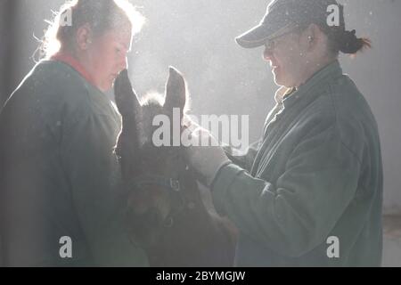 18.04.2020, Goerlsdorf, Brandeburgo, Germania - il portiere di cavalli mette un halter su un nemico in una scatola. 00S200418D074CAROEX.JPG [RELEASE DEL MODELLO: NO, REL PROPRIETÀ Foto Stock