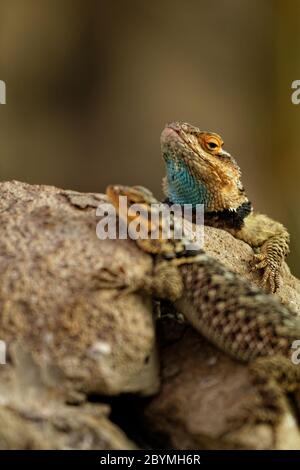 Due lucertole sulla roccia da vicino Foto Stock