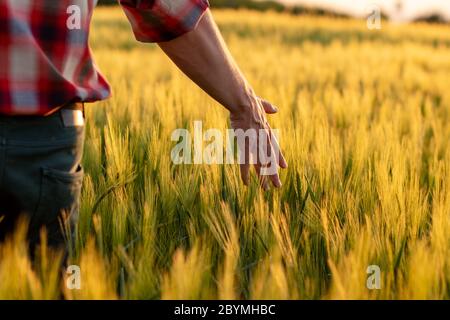 Contadino o agronomo che cammina attraverso il campo controllando il raccolto di grano dorato al tramonto. Mano che tocca grano di maturazione grani in estate. Foto Stock