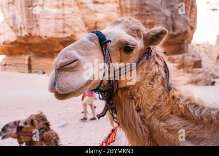 Il cammello beduino riposa vicino al tesoro di al Khazneh scolpito nella roccia a Petra, Giordania. Petra è una delle nuove sette meraviglie del mondo Foto Stock