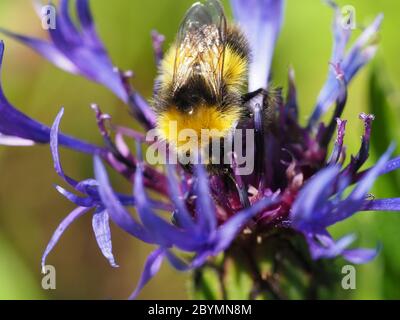 Bumblebee , Bombus pratorum, nutrimento di perenne fiore di mais, Centaurea montana. Foto Stock