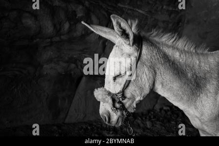 Asino adamed altopiano deserto roccioso animale agricolo ritratto su un guinzaglio vicino pietra di sabbia luogo di roccia. Un asino all'interno delle grotte scavato in una formazione rocciosa Foto Stock
