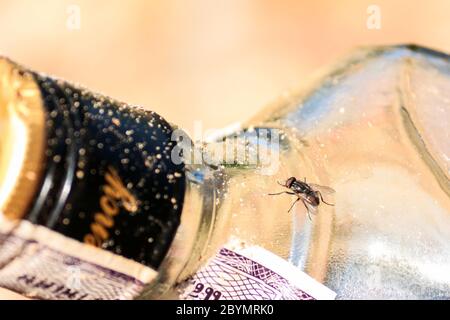Sorreggere la bottiglia di liquore Foto Stock