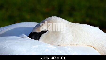 Il Rest Swan al Martin Mere Wildfowl e Wetlands Trust. Burscough. Lancashire. 2019 Foto Stock