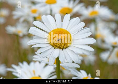 Oxeye daisies (Chrysanthemum vulgare) un fiore singolo in un gruppo di margherite con fiori a raggio bianco e a disco giallo, Berkshire, giugno Foto Stock