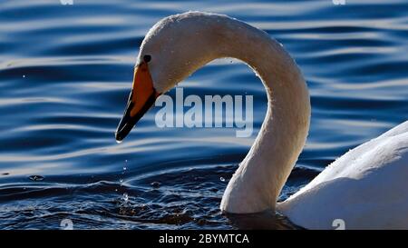 Swan a Martin Mere Wildfowl e Wetlands Trust. 2019. Foto Stock