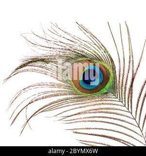 Bella piuma di un pavone isolato su bianco Foto Stock
