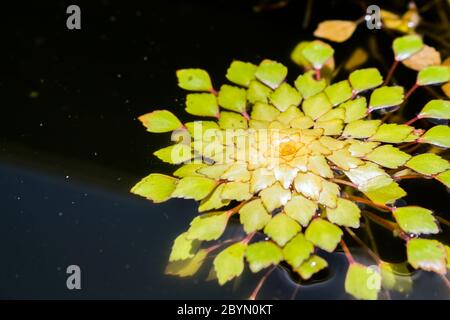 primo piano di castagno o trappa bispinosa roxb in palude, pianta galleggiante Foto Stock