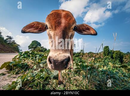 Ritratto di una sottile mucca marrone che guarda la fotocamera. Palawan, Filippine. Foto Stock