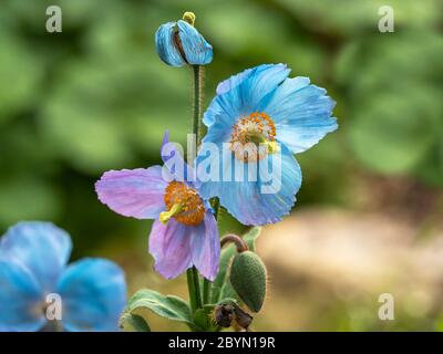 Closeup di bel papavero himalayano blu e viola, Meconopsis, fiori e germogli in un giardino Foto Stock