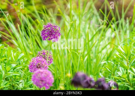 Fiori viola Allium. (Allium Giganteum) trovato in un parco di New York City Foto Stock