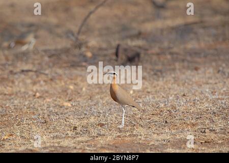 Cortigiano indiano in habitat secco, Pune, Maharashtra, India Foto Stock