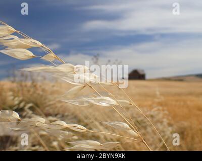 Grano nel vento con fienile abbandonato Foto Stock