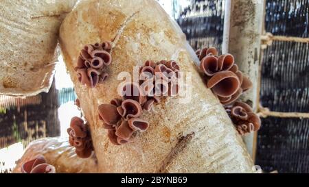 fungo dell'orecchio di ebreo su sacchetto di segatura in fattoria Foto Stock