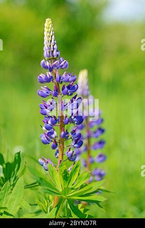 Lupini fioriti, lupin, in primavera Foto Stock