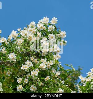 Arbusto europeo fiorito, Philadelphus coronarius Foto Stock