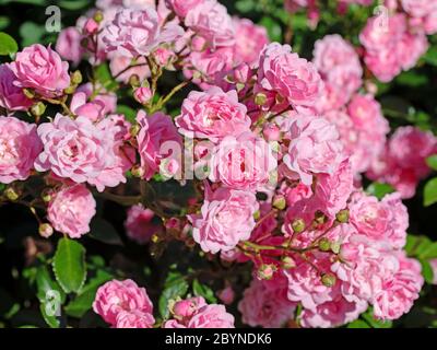 Fiorire rose nobili nel giardino Foto Stock