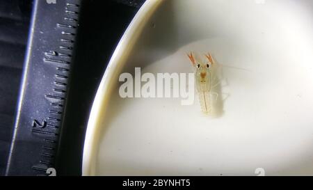 distruttore cherax bambino in cucchiaio Foto Stock