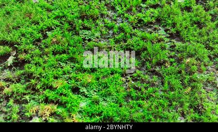 primo piano di verde sphagnum muss Foto Stock